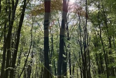 Teren în Bunești - 13