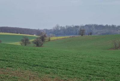 Lot 1000 mp in umbra padurii cu view la lacul academiei din Caciulati - 6