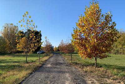 Spațiu comercial, în Joița - 4