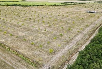 Livada BIO de nuci de vanzare langa Cermei - 1