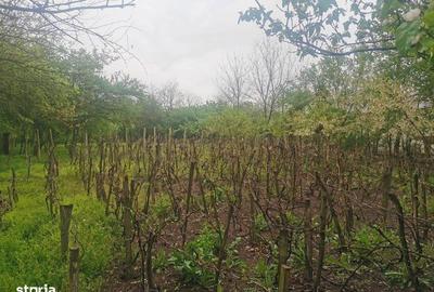 Casă cu 4 camere cu Teren 100 Mp în Băbăița - 6