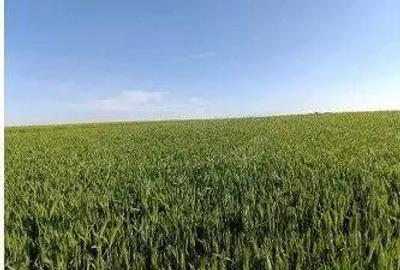 Teren Extravilan Albesti Paleologu, ID: R2586757 - 3