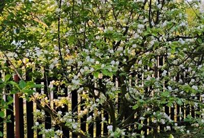 Teren Construcții intravilan de 500 mp, în Somova - 4