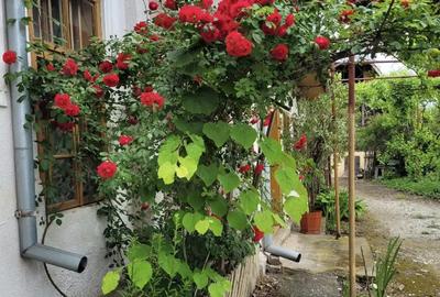 Casă cu 5 camere în Daneți - 7