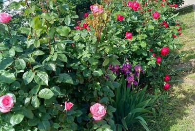 Casă cu 4 camere în Central - 2