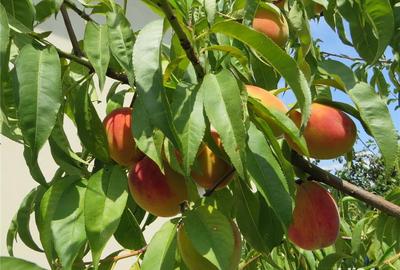 Casă cu 3 camere cu Teren 482 Mp în Popești - 1