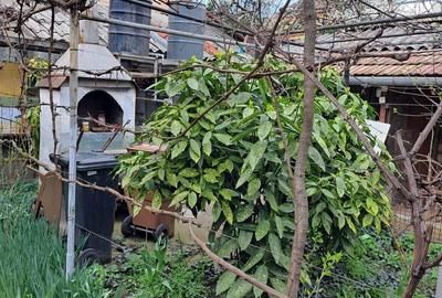 Casă cu 3 camere cu Teren 211 Mp în Iosia - 15