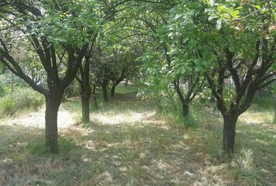 Spațiu comercial, în Bariera Vâlcii - 1