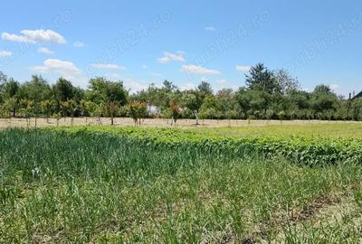 Vand casa cu teren 5725 mp, livada 100 pomi fructiferi, hala 220 mp in Dragoiesti, jud Timis - 5