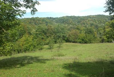 Spațiu comercial, în Provița de Jos - 6