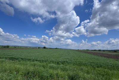 Teren de 10000 mp, în Rădăuți