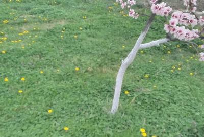 Casă cu Teren 6000 Mp în Central