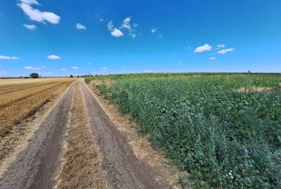 Teren Construcții intravilan de 5000 mp, în Lazu - 2