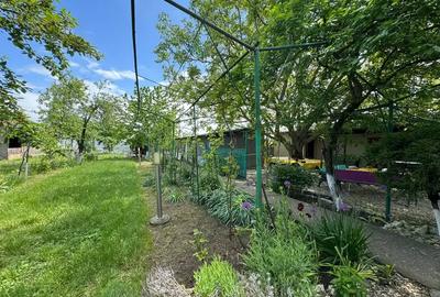 Casă cu 3 camere cu Teren 4000 Mp în Letca Nouă - 7