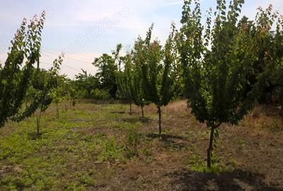 Casă cu 4 camere cu Teren 3000 Mp în Ostrov - 4