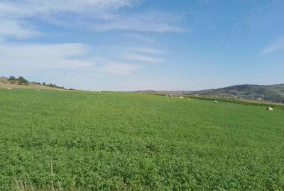 Chinteni 40 euro mp - 14