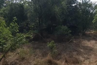 Casă cu 4 camere cu Teren 5000 Mp în Drăgănești - 6