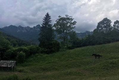 Teren de 10000 mp, în Izvoru - 3
