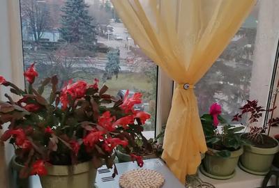 Apartament 3 camere ultracentral Deva - 5