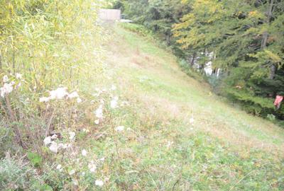 Teren de 1300 mp, în Valea Alba - 9