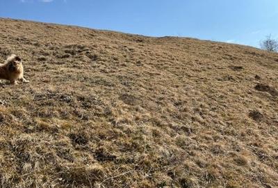 Vanzare Teren cu Punct de Belvedere in Moieciu zona Magura-Pestera - 9