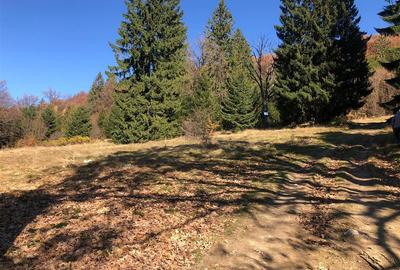 Teren extravilan de 4900 mp, în 13 Decembrie - 10