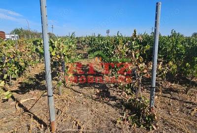 Teren de 56800 mp, în Fărcașele - 11