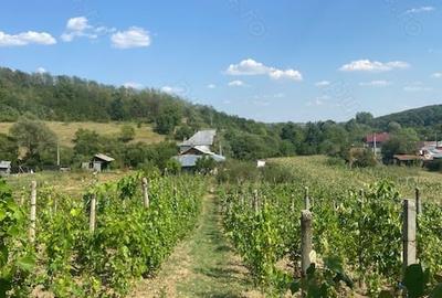 Casă cu 5 camere în Carcadiești - 4