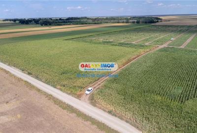 Teren agricol extravilan 2.6 ha - 26.000 mp - Valcelele, Buzau - 2