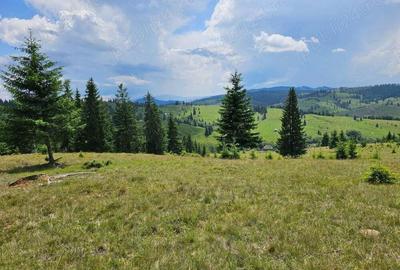 Proprietate de vanzare 92.554.mp ( 9.25 ha) in Bucovina zona Breaza - 3