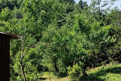 Casă cu 2 camere cu Teren 7500 Mp în Valea Roșie - 5