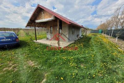 Teren extravilan in Baicoi 10.000mp plantatie mure --80.000e - 2