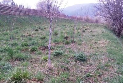 Teren Alexandru cel Bun Teren Alexandru cel Bun - 2