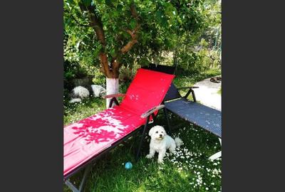 House for sale, 5 Rooms, 180 sqm, Valea Dejani - 11