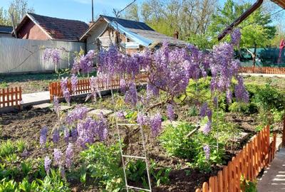 Casă individuală cu 5 camere cu Teren 2776 Mp în Coțofanca - 2