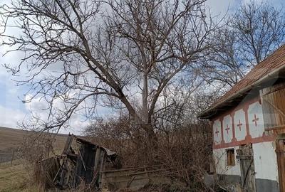 Casa veche cu teren generos de 5.300 mp - oportunitate de investitie in Baciu - 3
