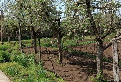 Sat Vartopu, oras Corabia, judetul Olt - 10