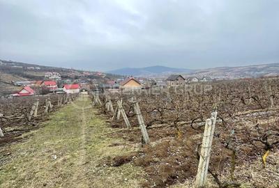 Spațiu comercial, în Chicerea - 5