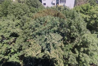 Apartament cu 2 camere decomandat în Ferdinand - 5