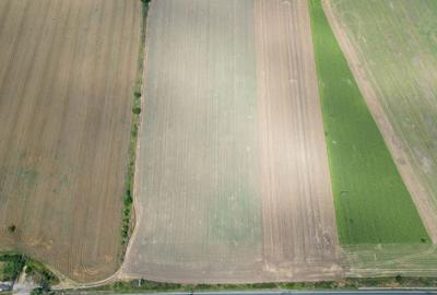 Teren extravilan 12.000 mp DN79 Arad-Oradea - 2