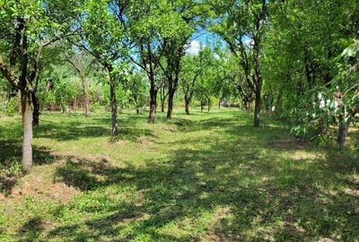 Cladire cu teren generos, pozi?ie excelenta - Baicoi, acces rapid DN1 - URGENT - 2