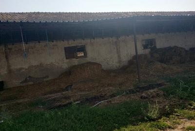 Ferma cu hale 3000 mp si teren 12000 mp, 30 km de Constanta - 9