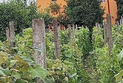 Casă cu 6 camere în Bariera Vâlcii - 1