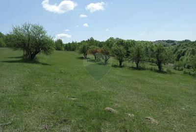 Teren de vanzare in Preluca Noua - 2