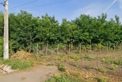 Sat Progresu, com Sohatu, Călărași - 3