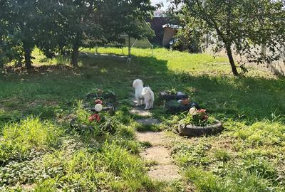 Vand casa duplex in Fagaras,5camere,trei bai,demisol,cu gradina..Pre? 135000 Euro,sau ap.+ 70000 EUR - 7