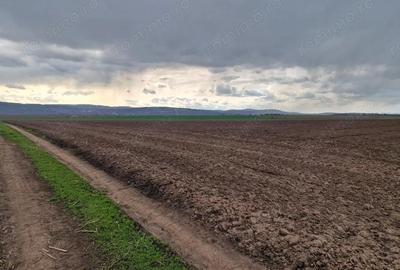 Teren de 10000 mp, în Vest - 4