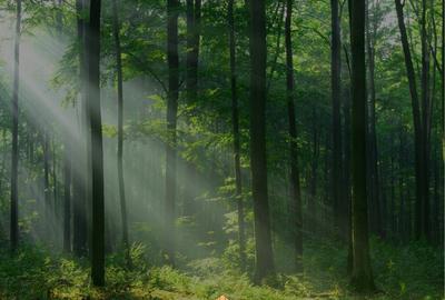 Vand lot teren la padurea Snagov - 3