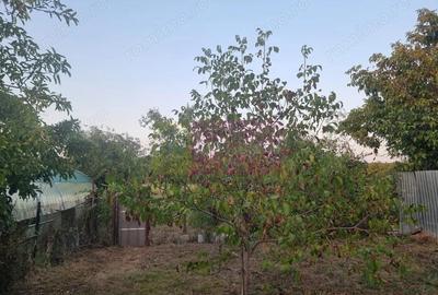 Casă cu 5 camere cu Teren 2875 Mp în Sadina - 4