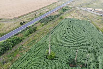Teren agricol extravilan de 18000 mp, în Becicherecu Mic - 3